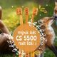 Trójpak Curaprox CS 5500 kids Rude Liski – pomarańczowe szczoteczki do zębów dla dzieci