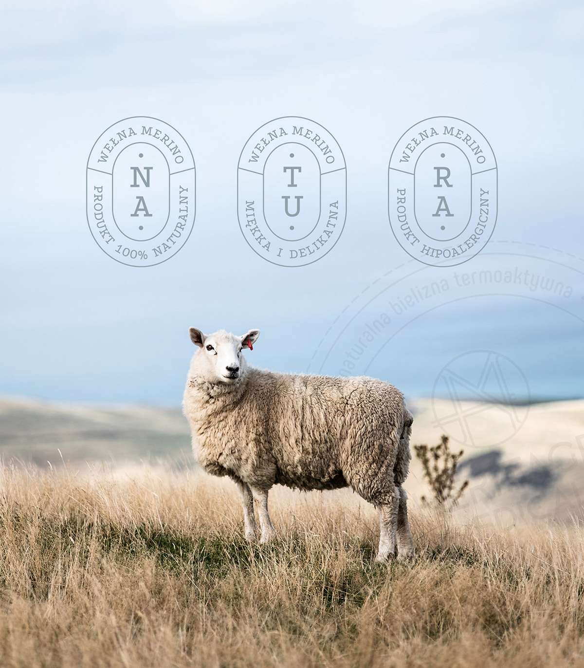 Owce rasy Merynos